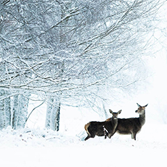 Photographie Biche et son hère