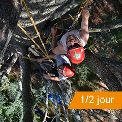 ESCALADE D’ARBRES GEANTS